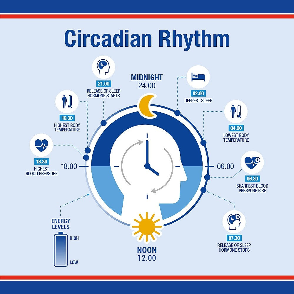 Circadian rhythm infographic with a human head illustration and physiological changes throughout the day.