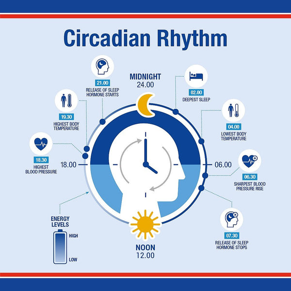 Circadian rhythm infographic with a human head illustration and physiological changes throughout the day.