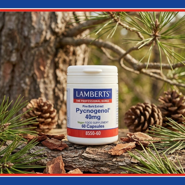 Lamberts Pycnogenol supplement bottle with pine cones and branches in the background