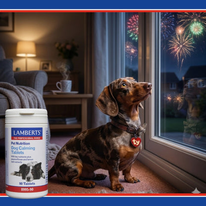 Dog sitting by a window with fireworks outside, next to a bottle of Lamberts Pet Nutrition dog calming tablets.