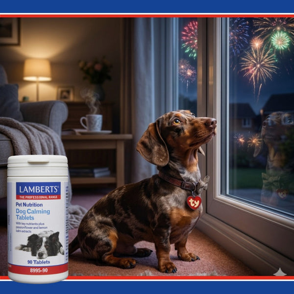 Dog sitting by a window with fireworks outside, next to a bottle of Lamberts Pet Nutrition dog calming tablets.