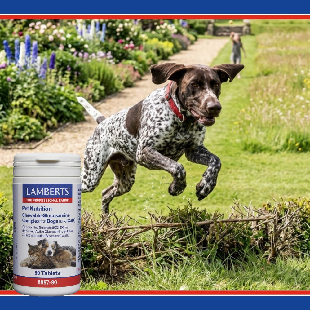Dog running with a Lamberts pet nutrition supplement bottle in the foreground