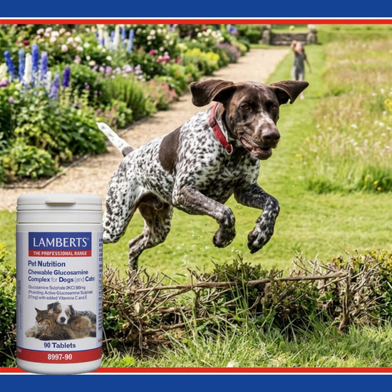Dog running with a Lamberts pet nutrition supplement bottle in the foreground