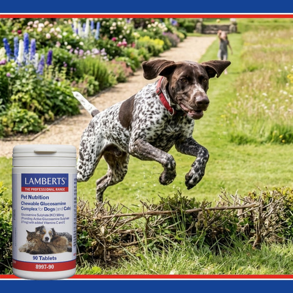 Dog running with a Lamberts pet nutrition supplement bottle in the foreground