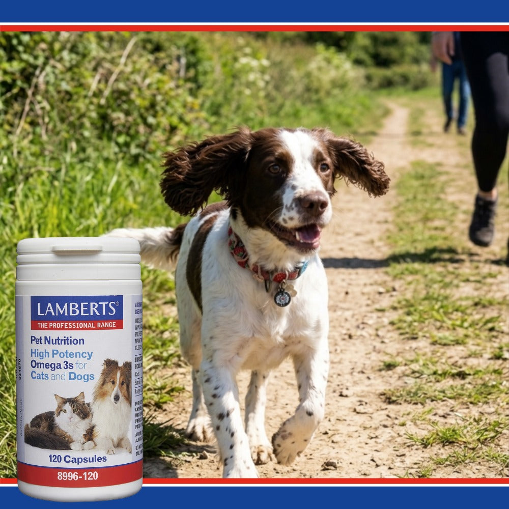Dog walking on a path with a bottle of Lamberts pet nutrition supplement in the foreground.