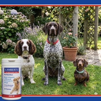 Three dogs sitting outdoors with a Lamberts pet supplement container in the foreground.